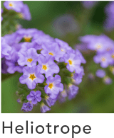 Heliotrope